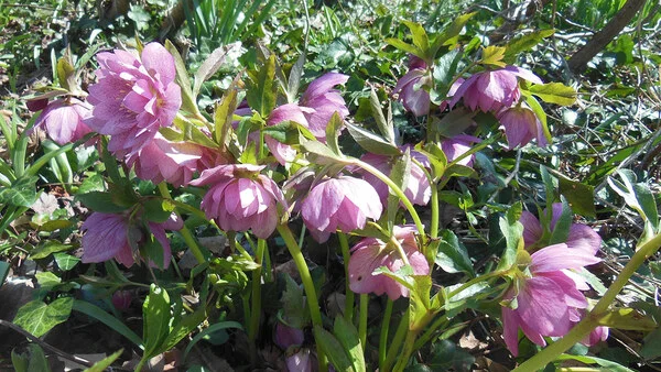 Ранні весняні квіти в саду Ненсі в Массачусетсі - Fine Gardening