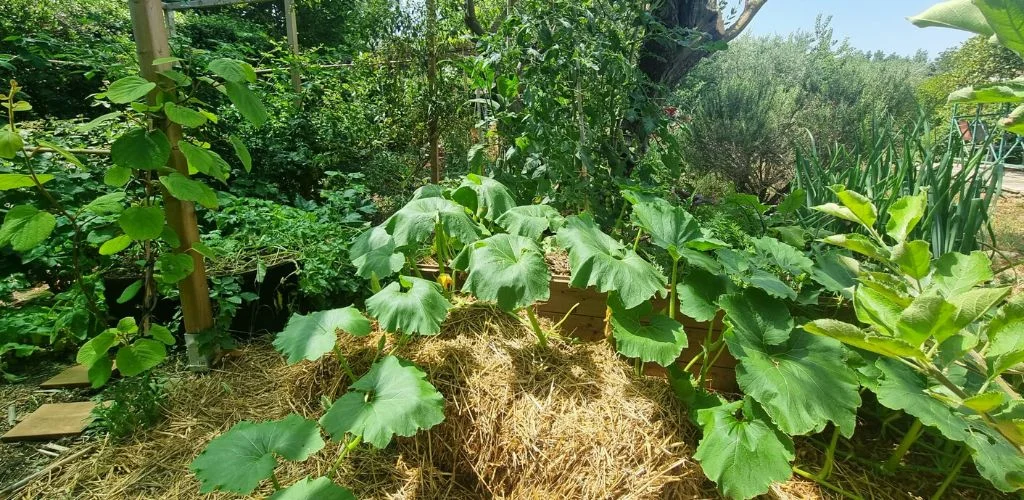 Посуха та спекотна погода на городі: наші поради | Terra Potager