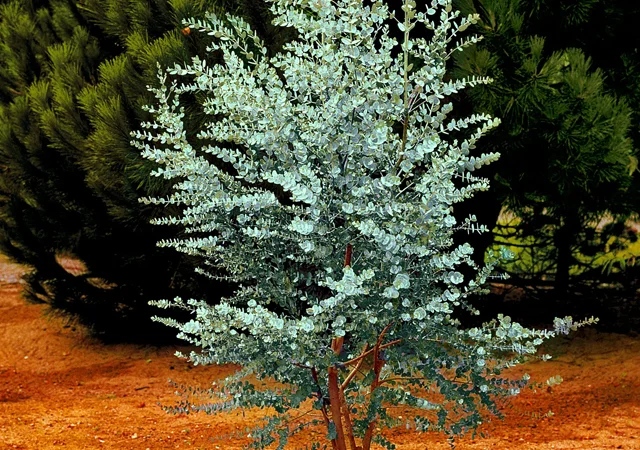 Cider Gum: Евкаліпт з круглим листям