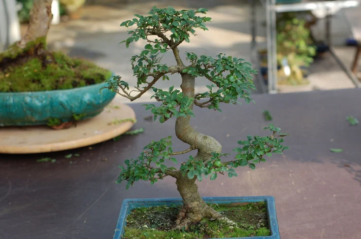 Бонсай Китайський Ульмус - Ulmus parvifolia - Догляд та вирощування