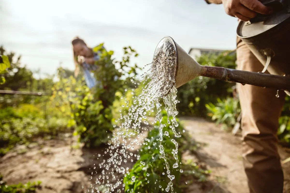 Як заощадити воду у саду влітку?