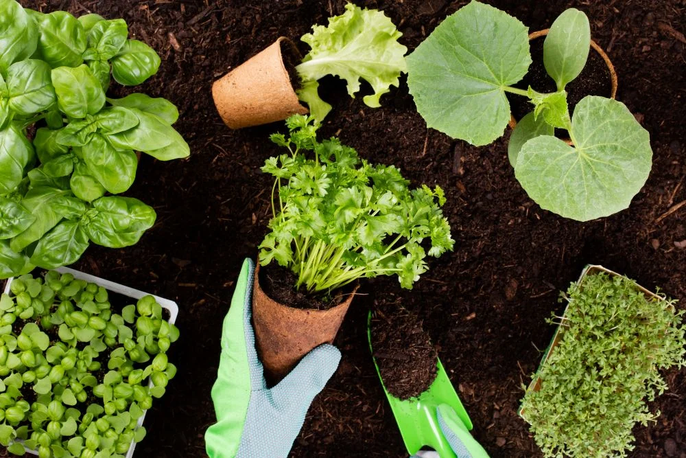 Необхідні інструменти для догляду за садом