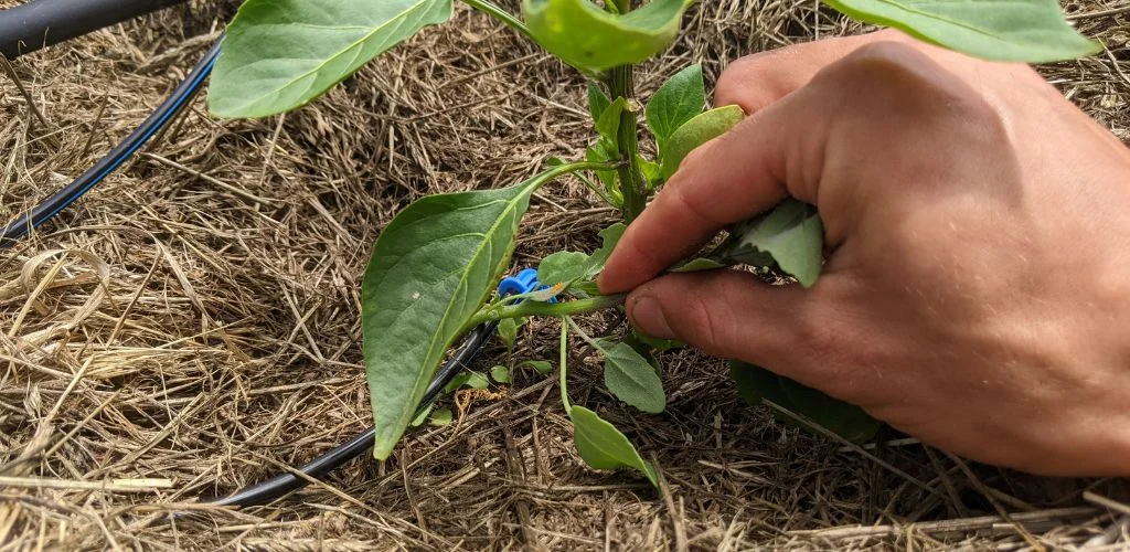 Виполювання на городі: наші методи | Terra Potager