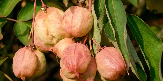 Як вирощувати та доглядати за стефілєю перистою (Staphylea pinnata), або фальшивим фісташковим деревом?