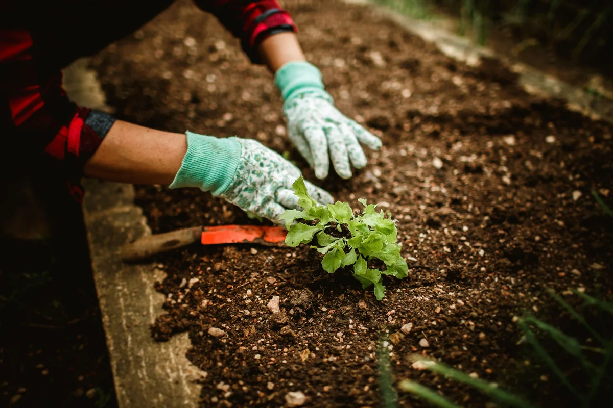 Регенеративні техніки садівництва: вирощування здоровішого саду природним шляхом