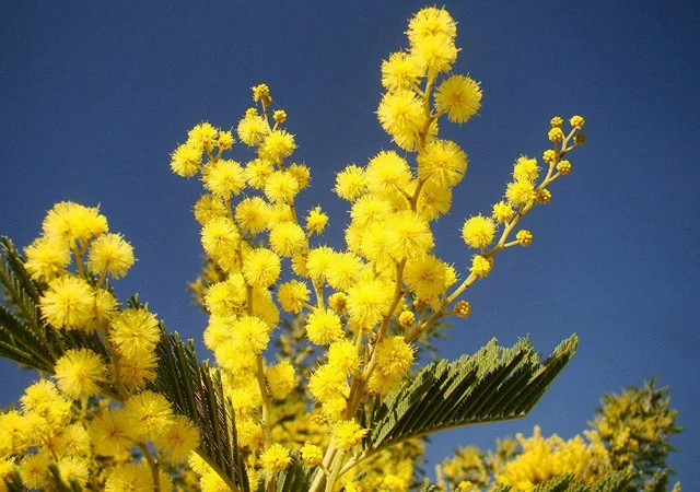 Догляд за зимовим мімозою: Як виростити Acacia dealbata