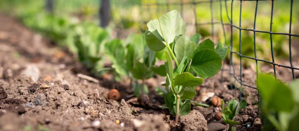 На городі наприкінці березня, на початку квітня | Terra Potager