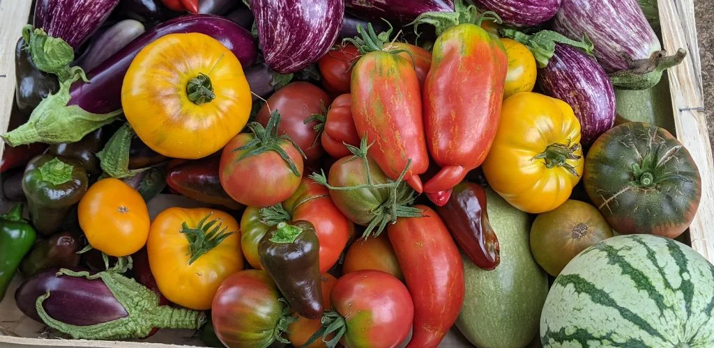Грудневий календар у пермакультурі – Серпень