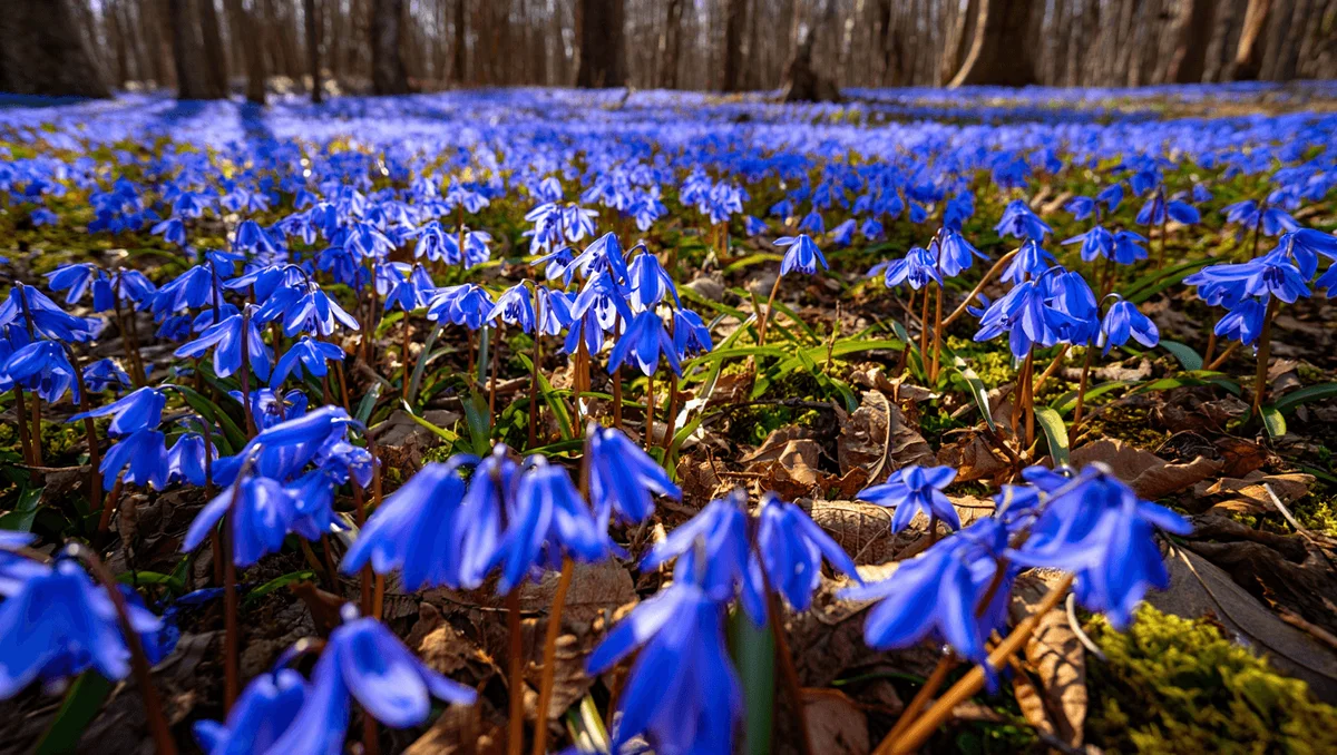 Як розпізнати та вирощувати підсніжник лісовий Hyacinthoides non-scripta?