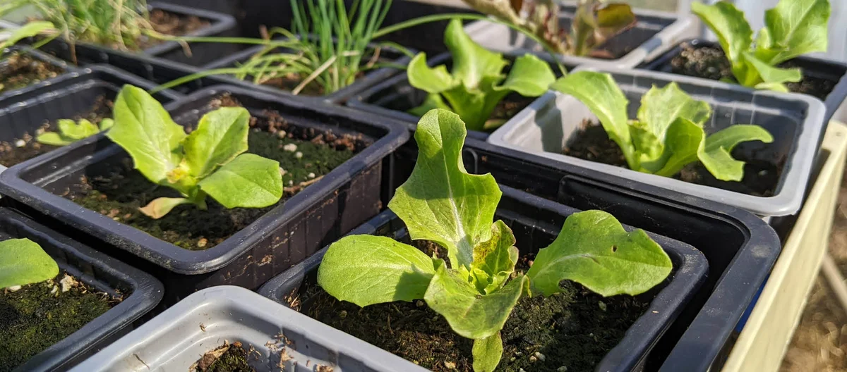 Посіви березня на городі | Terra Potager