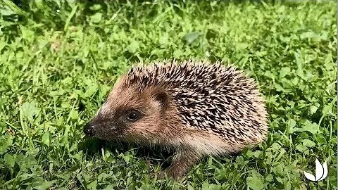 Кропива: дика рослина, що захищає ваші культури і приваблює їжаків 🌿🐾