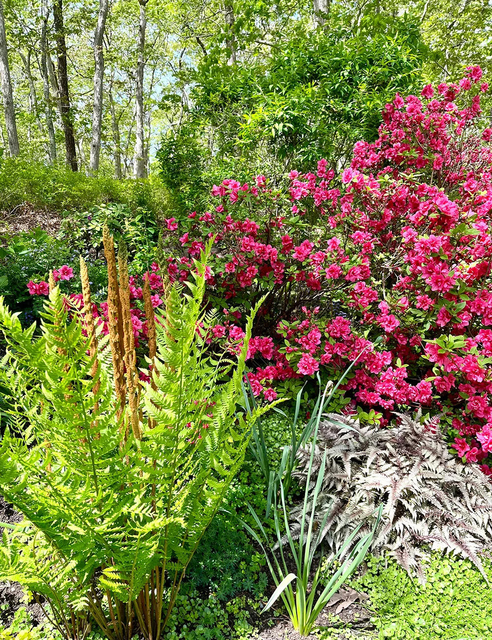 Весняні квіти саду Френ на острові Марта - Fine Gardening